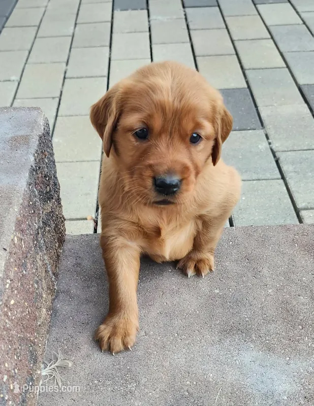 Golden Retriever  – Golden Retriever puppy for sale in Bay City, MI
