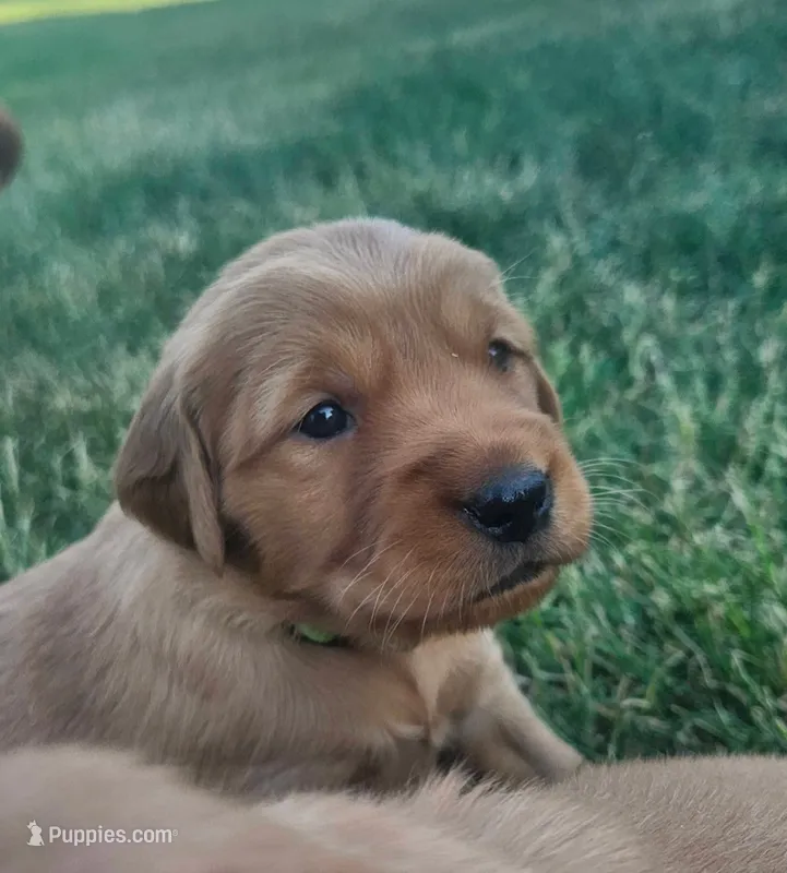 Golden Retriever  – Golden Retriever puppy for sale in Bay City, MI