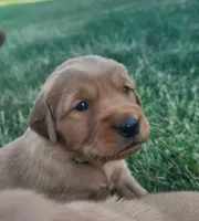 Golden Retriever , a female Golden Retriever for sale in Bay City, MI – 1 of 1