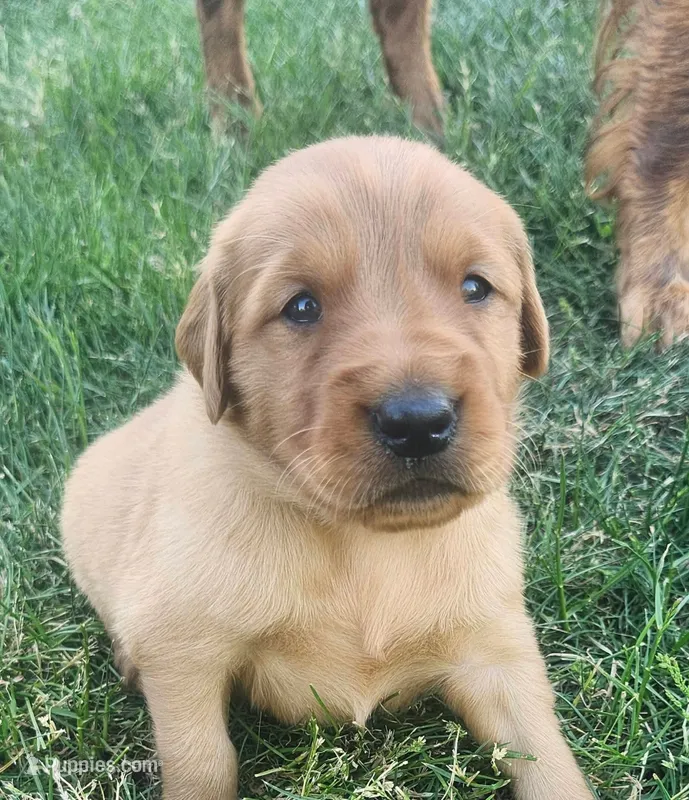 Golden Retriever  – Golden Retriever puppy for sale in Bay City, MI