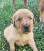 Golden Retriever , a male Golden Retriever for sale in Bay City, MI – 1 of 1