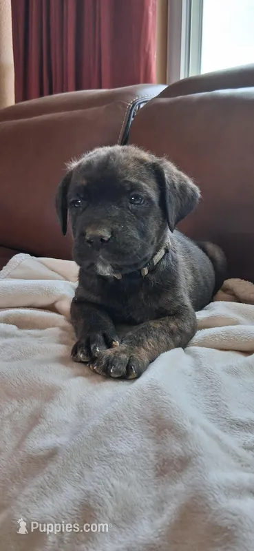 Torch – Cane Corso puppy for sale in Colorado Springs, CO