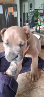 Black, a female Cane Corso for sale in Colorado Springs, CO – 1 of 9
