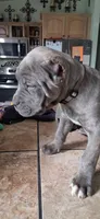 Tan, a female Cane Corso for sale in Colorado Springs, CO – 9 of 9