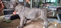 Tan, a female Cane Corso for sale in Colorado Springs, CO – 3 of 9