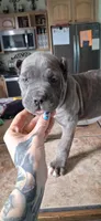 Tan, a female Cane Corso for sale in Colorado Springs, CO – 2 of 9