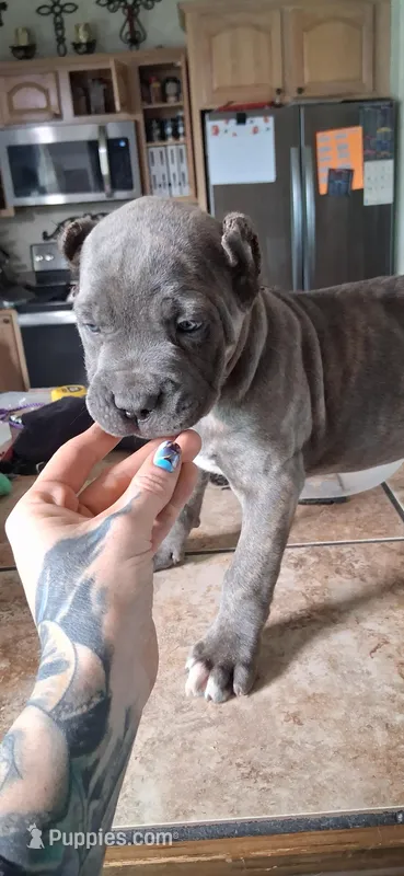 Tan – Cane Corso puppy for sale in Colorado Springs, CO