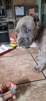 Green, a female Cane Corso for sale in Colorado Springs, CO – 10 of 10