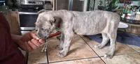 Green, a female Cane Corso for sale in Colorado Springs, CO – 3 of 10