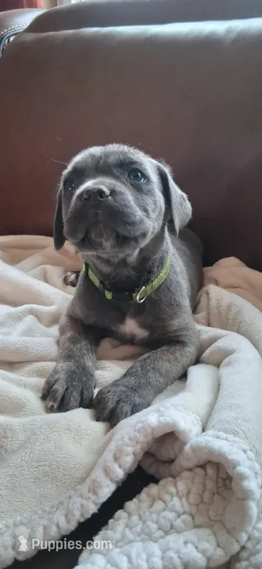 Green – Cane Corso puppy for sale in Colorado Springs, CO