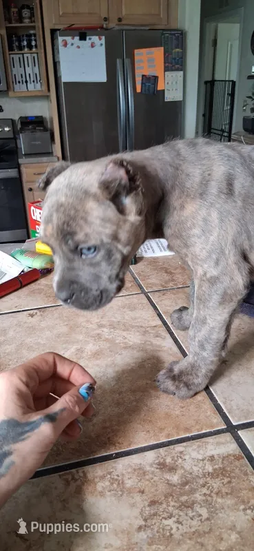 Green – Cane Corso puppy for sale in Colorado Springs, CO