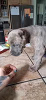 Green, a female Cane Corso for sale in Colorado Springs, CO – 1 of 10