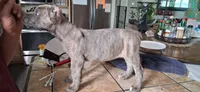 Green, a female Cane Corso for sale in Colorado Springs, CO – 2 of 10