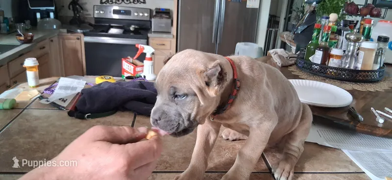 Red – Cane Corso puppy for sale in Colorado Springs, CO