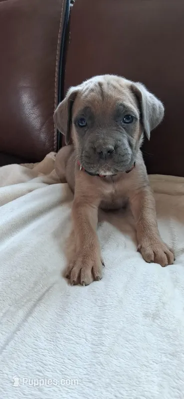 Red – Cane Corso puppy for sale in Colorado Springs, CO