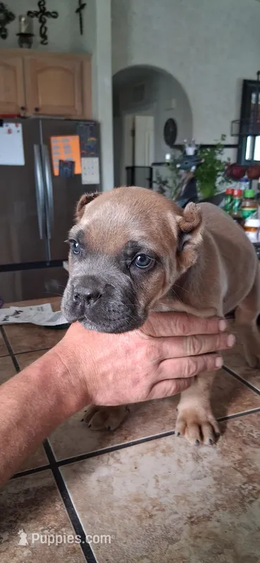 No coller – Cane Corso puppy for sale in Colorado Springs, CO