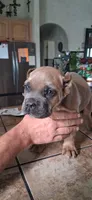 No coller, a female Cane Corso for sale in Colorado Springs, CO – 1 of 7