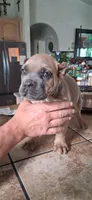 No coller, a female Cane Corso for sale in Colorado Springs, CO – 2 of 7