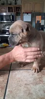 No coller, a female Cane Corso for sale in Colorado Springs, CO – 3 of 7