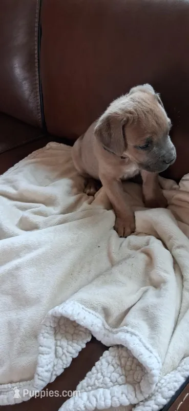 No coller – Cane Corso puppy for sale in Colorado Springs, CO