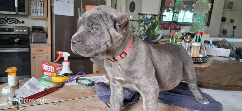 Pink – Cane Corso puppy for sale in Colorado Springs, CO