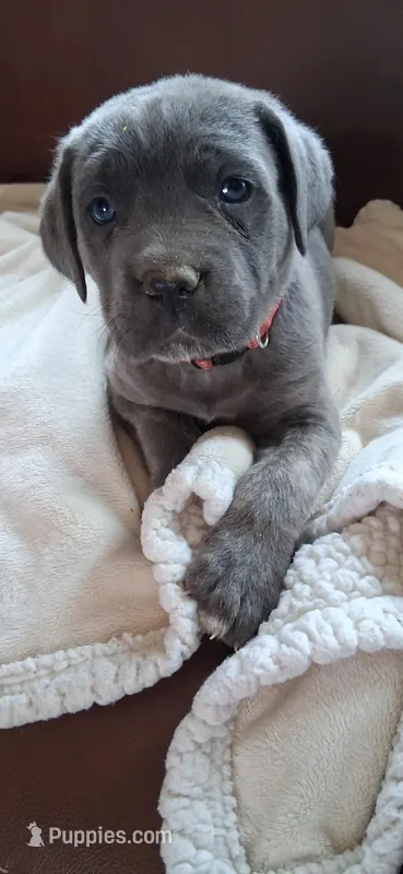 Pink – Cane Corso puppy for sale in Colorado Springs, CO