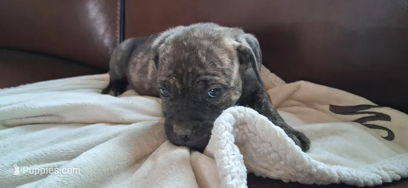 Purple – Cane Corso puppy for sale in Colorado Springs, CO
