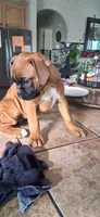 Debbie, a female Boxer for sale in Colorado Springs, CO – Photo 2 of 4