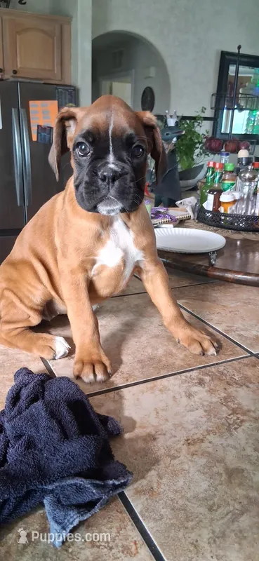 Debbie, a female Boxer for sale in Colorado Springs, CO – Photo 1 of 4