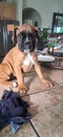 Debbie, a female Boxer for sale in Colorado Springs, CO – Photo 1 of 4