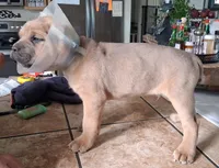 Dexter, a male Cane Corso for sale in Colorado Springs, CO – 4 of 4