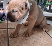 Dexter, a male Cane Corso for sale in Colorado Springs, CO – 3 of 4