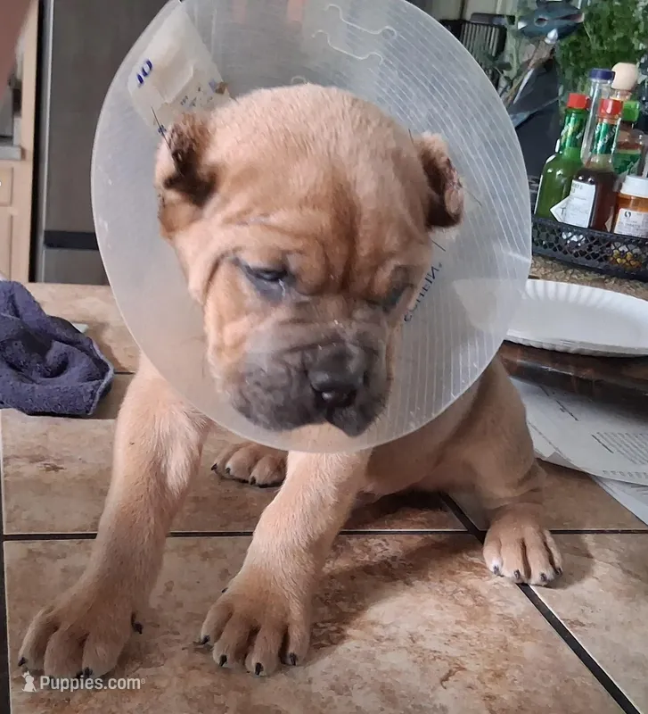 Dexter – Cane Corso puppy for sale in Colorado Springs, CO