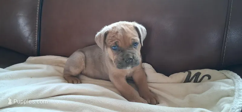 Dexter – Cane Corso puppy for sale in Colorado Springs, CO