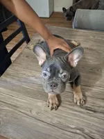 Apollo, a male French Bulldog for sale in San Diego, CA – Photo 2 of 2