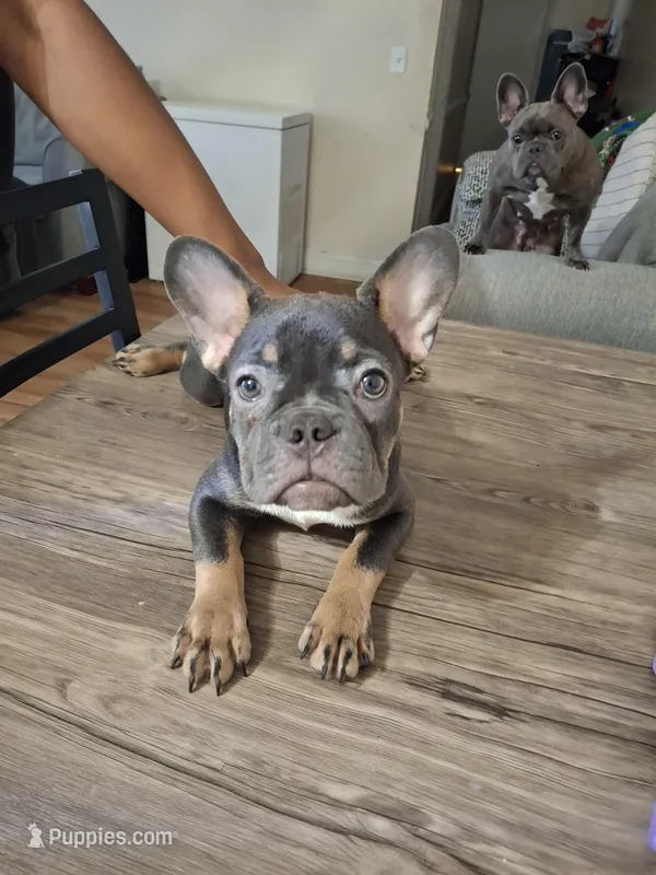 Apollo – French Bulldog puppy for sale in San Diego, CA