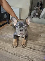 Apollo, a male French Bulldog for sale in San Diego, CA – Photo 1 of 2