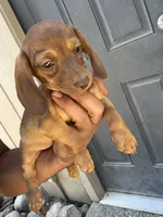 Lia, a female Dachshund for sale in Ceres, CA – 1 of 3