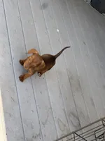 Snoop, a male Dachshund for sale in Ceres, CA – 3 of 3