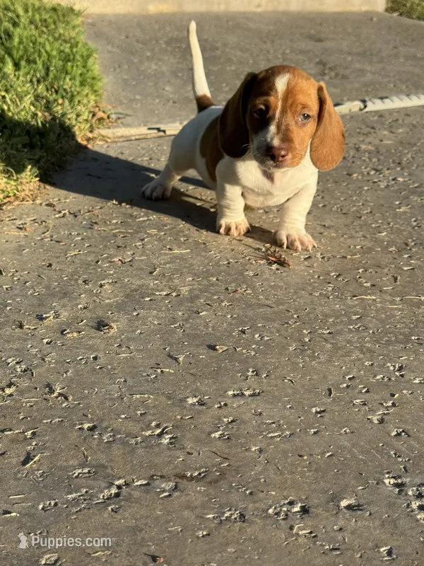Rocky – Dachshund puppy for sale in Ceres, CA