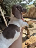 Choco, a male Dachshund for sale in Ceres, CA – 2 of 3
