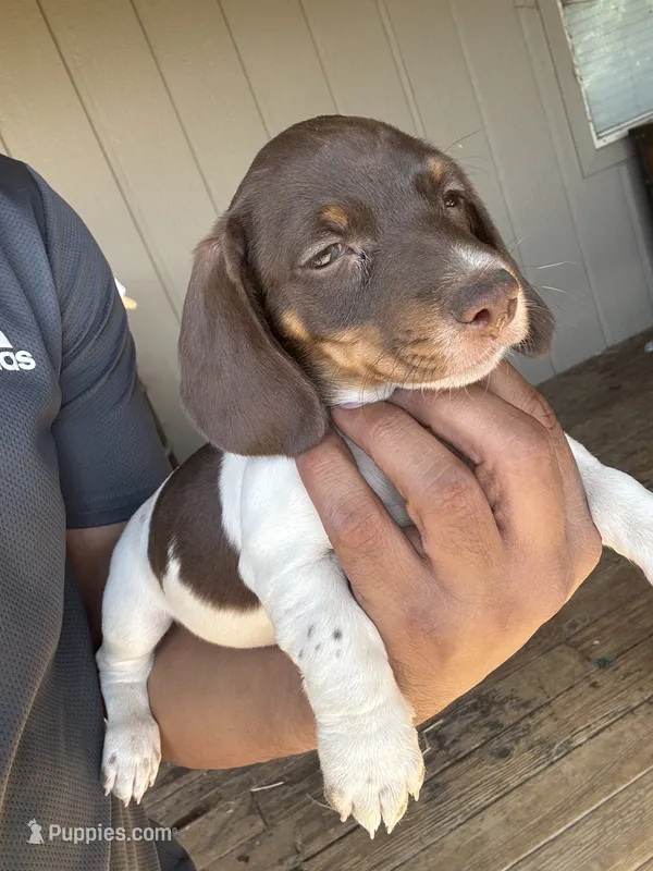 Choco – Dachshund puppy for sale in Ceres, CA