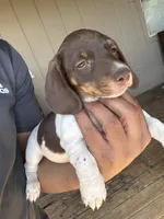 Choco, a male Dachshund for sale in Ceres, CA – 1 of 3