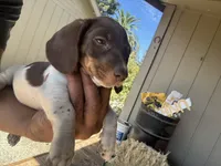 Choco, a male Dachshund for sale in Ceres, CA – 3 of 3