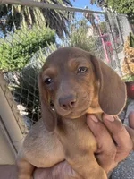 Lia, a female Dachshund for sale in Ceres, CA – 2 of 3