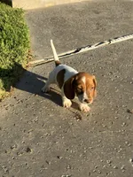Rocky, a male Dachshund for sale in Ceres, CA – 2 of 2