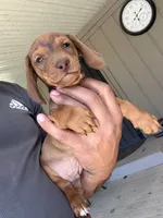 Snoop, a male Dachshund for sale in Ceres, CA – 2 of 3
