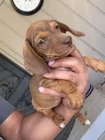 Snoop, a male Dachshund for sale in Ceres, CA – 1 of 3
