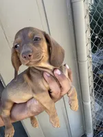 Lia, a female Dachshund for sale in Ceres, CA – 3 of 3