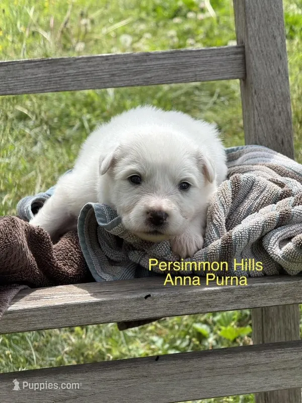 AKC Anna Purna – Great Pyrenees puppy for sale in Big Cabin, OK